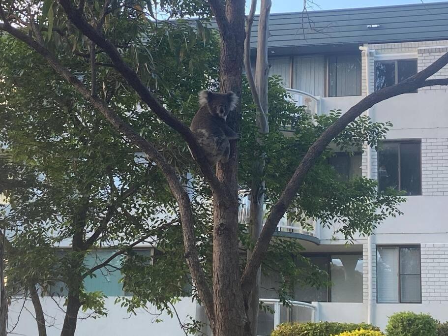 Tranquil Escape - Koala Hotspot - 2 Bed 2 Bath Apt Spectacular Sea Views Soldiers Point Exterior photo